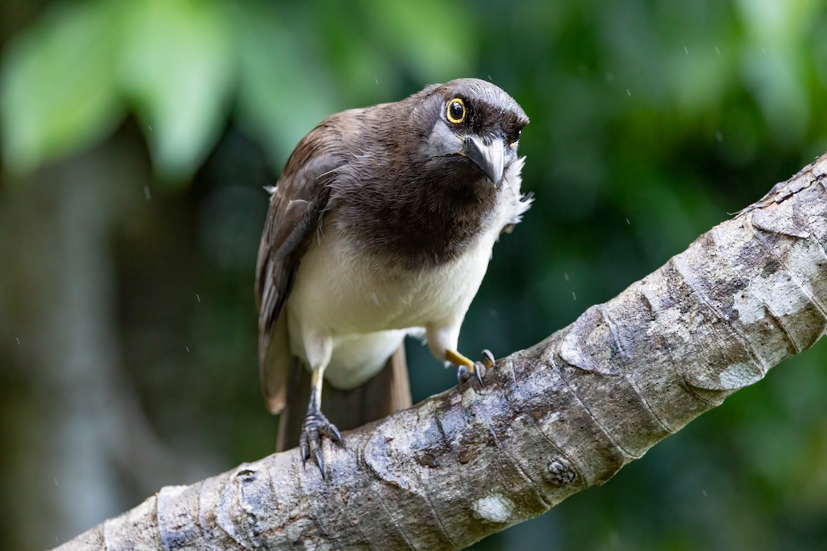 Brown Jay - ML616908038