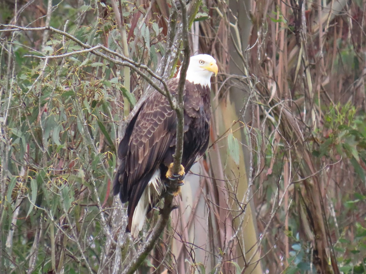 Weißkopf-Seeadler - ML616908067