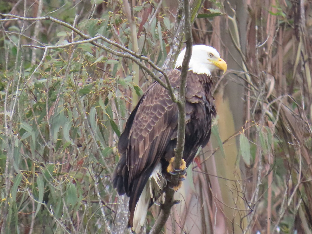 Bald Eagle - ML616908068