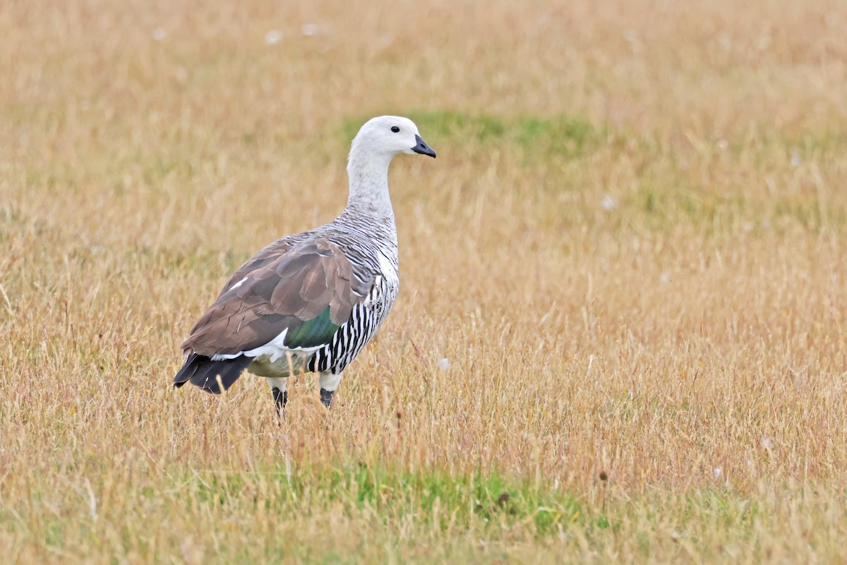 Upland Goose - ML616908078