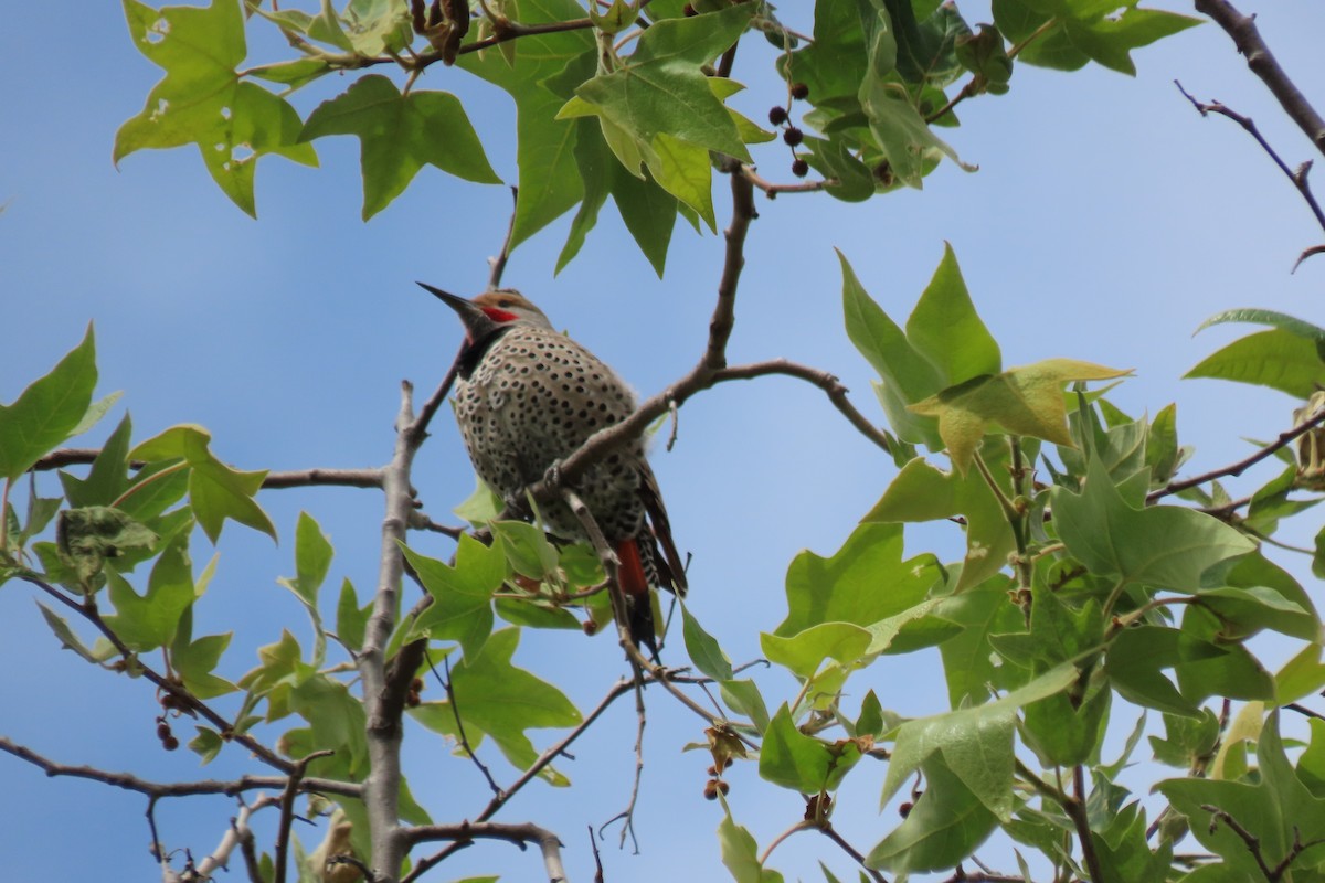 Northern Flicker (Red-shafted) - Becky Turley