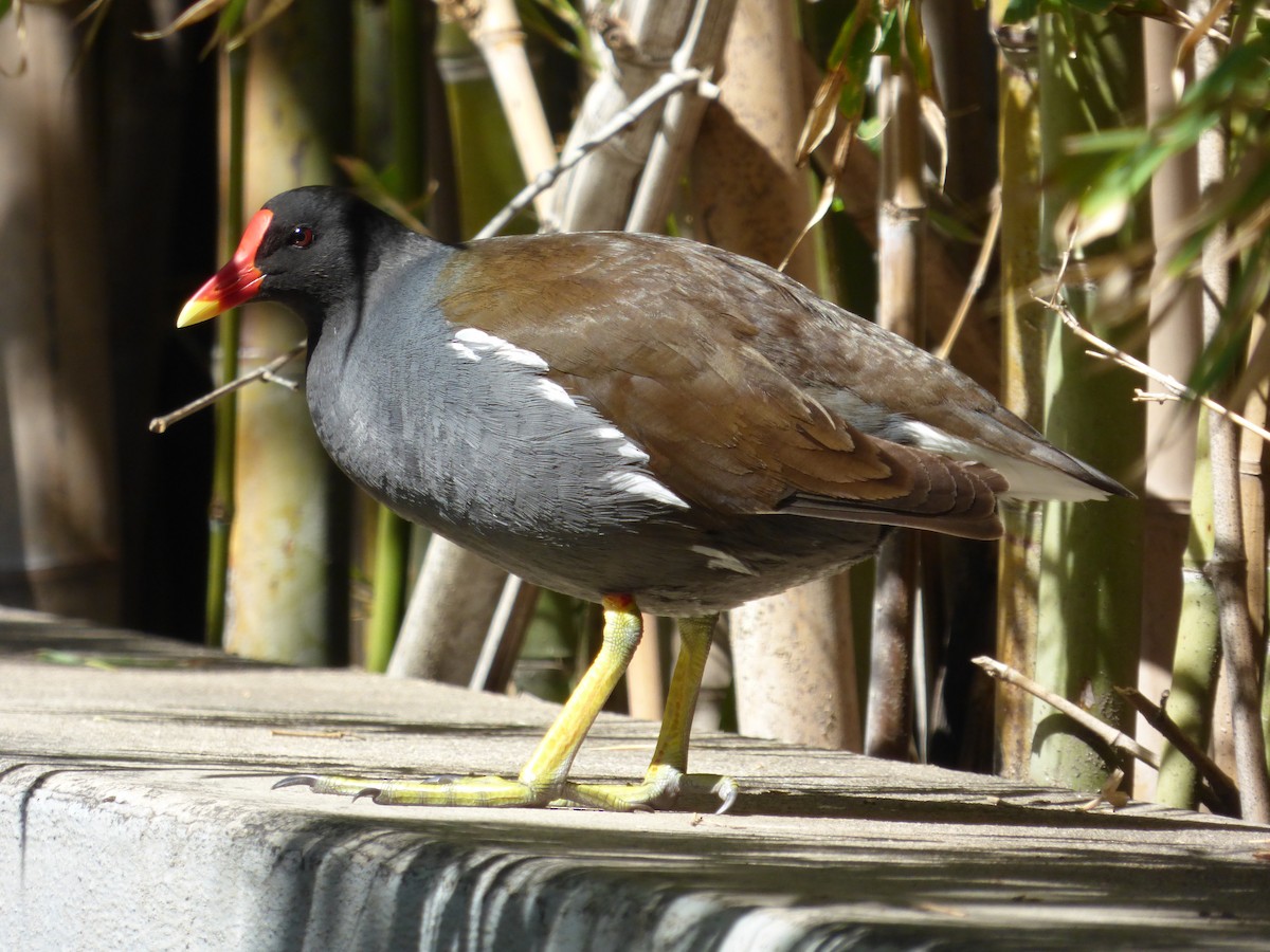 Eurasian Moorhen - ML616908126