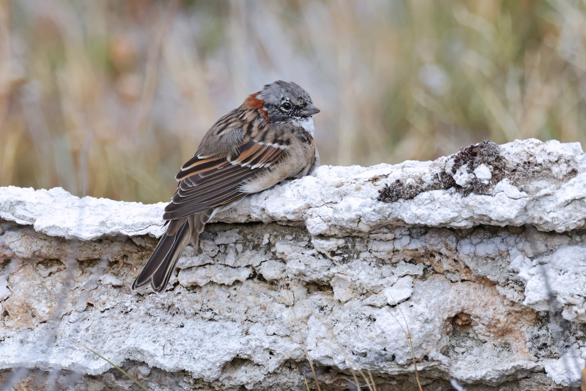 Rufous-collared Sparrow - ML616908132
