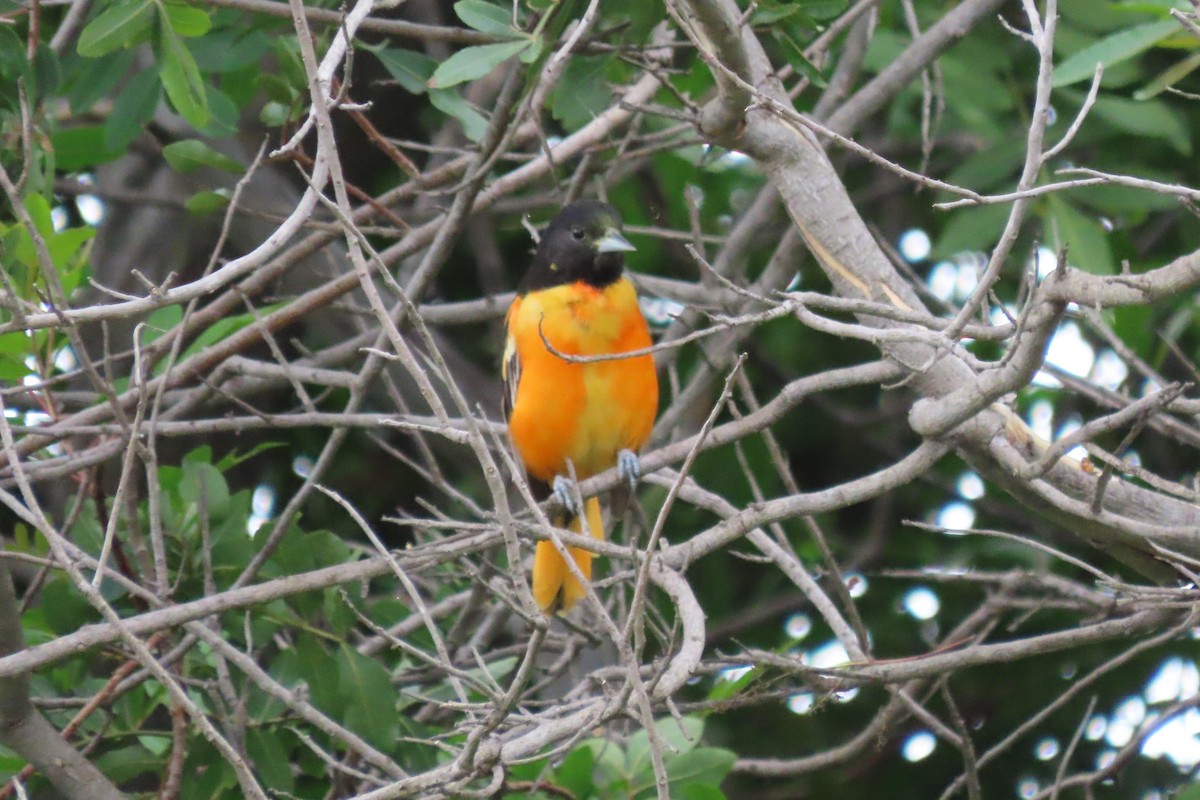 Baltimore Oriole - ML616908139