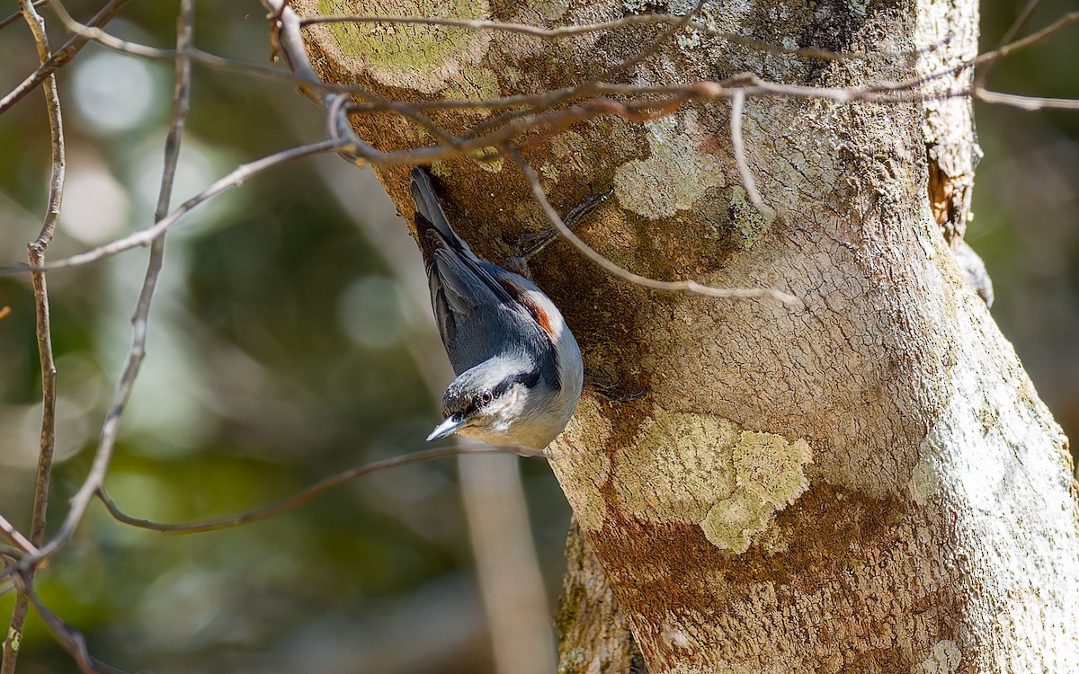 Chestnut-vented Nuthatch - ML616908140