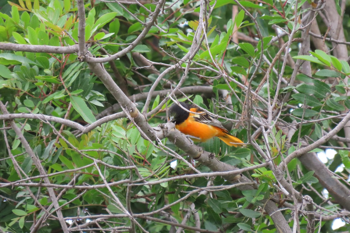 Baltimore Oriole - Becky Turley