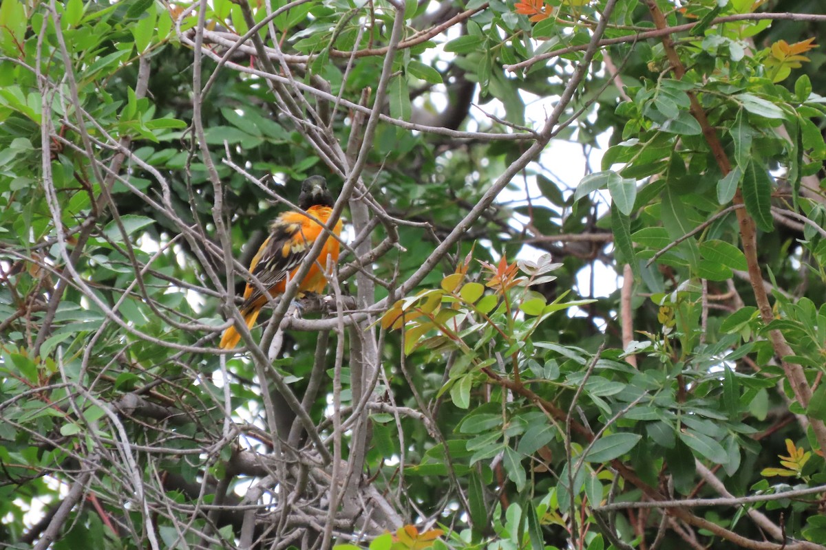 Oriole de Baltimore - ML616908151