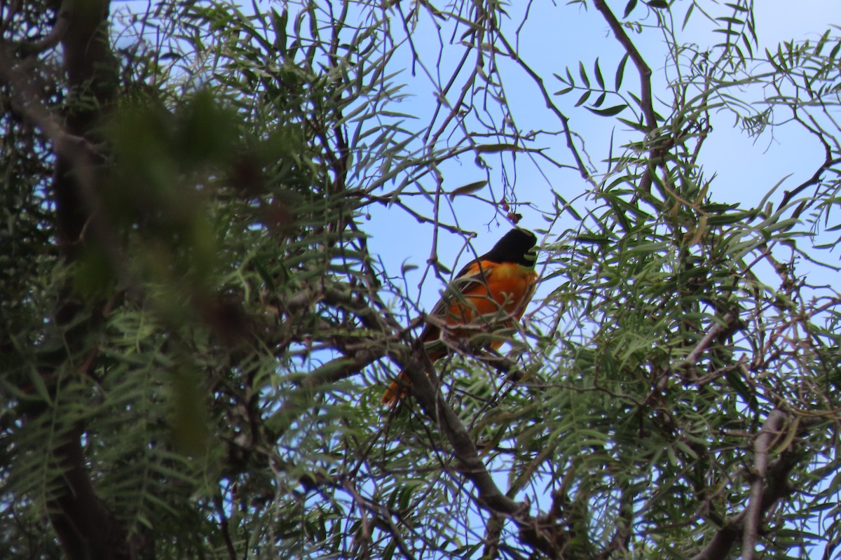 Baltimore Oriole - Becky Turley