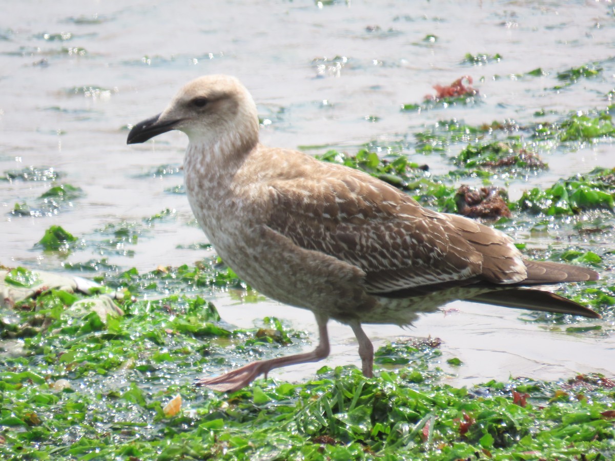 Kelp Gull - Katherine Holland