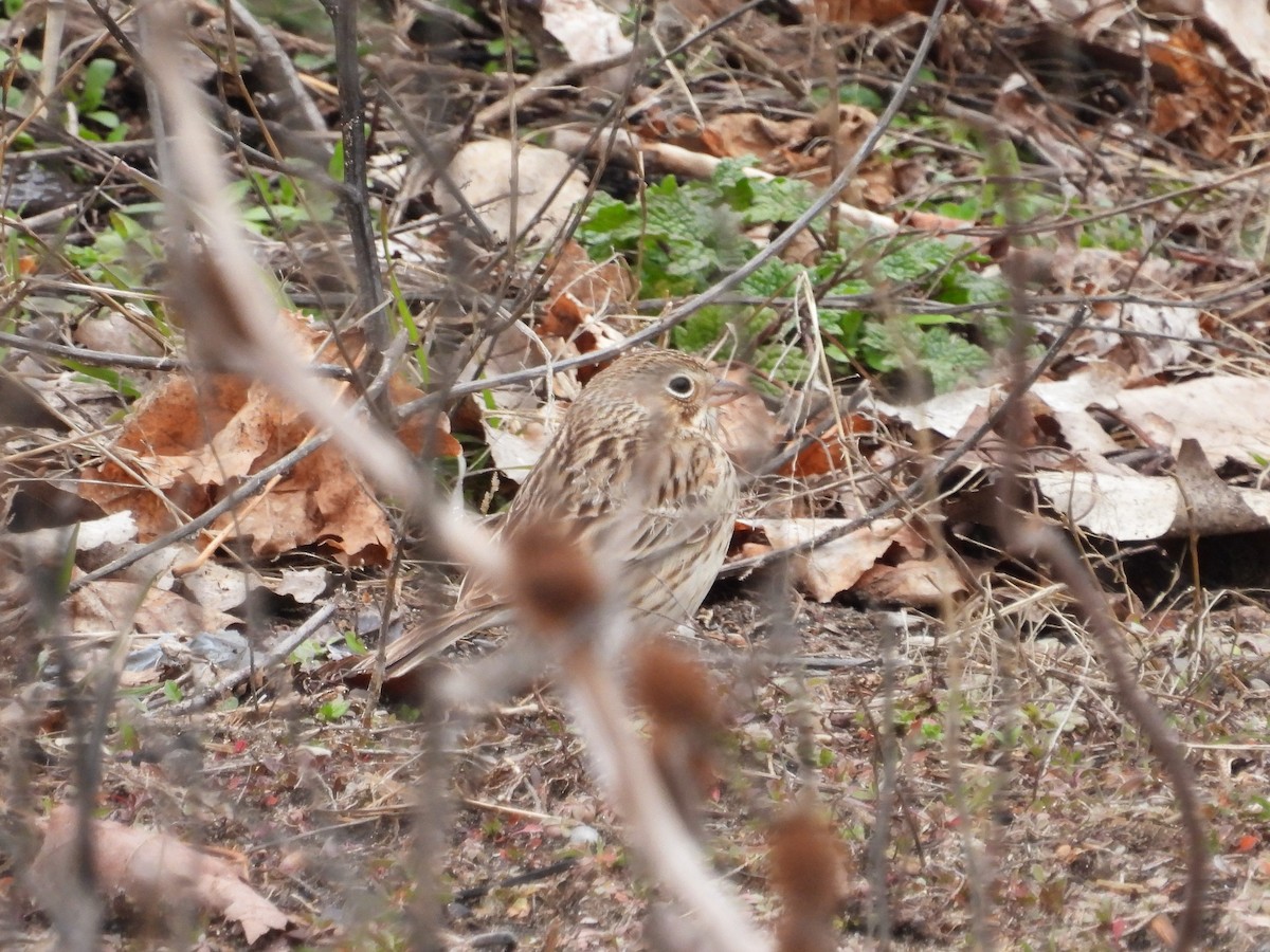 Vesper Sparrow - ML616908212