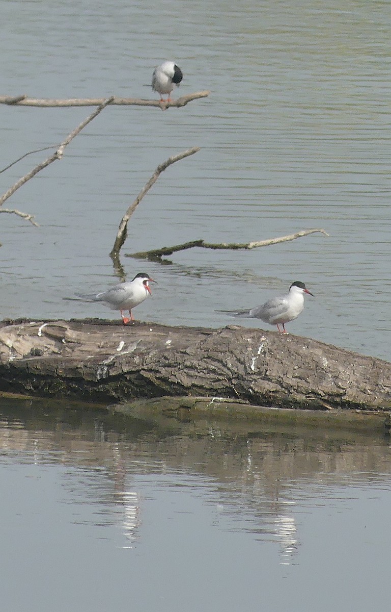 Common Tern - ML616908242