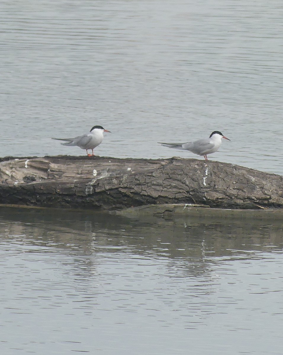 Common Tern - ML616908243