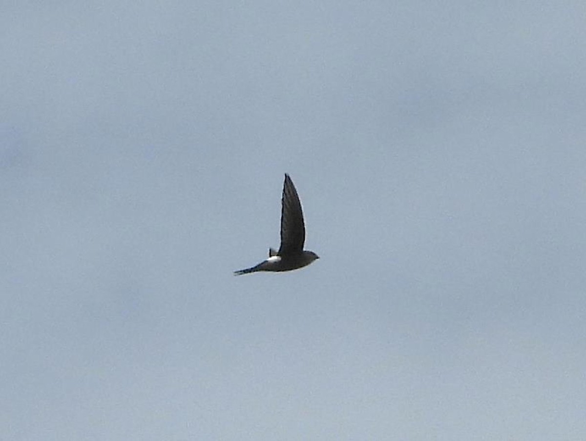 Pacific Swift - ML616908273