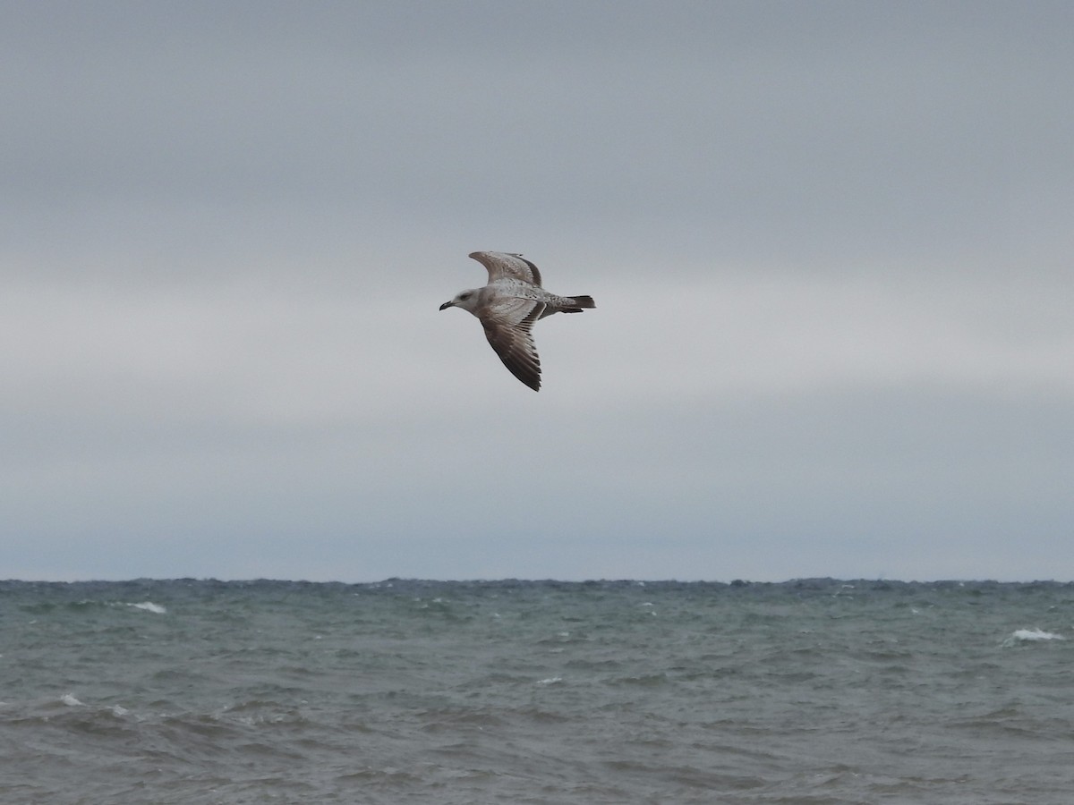 Herring Gull - Allison Zhang