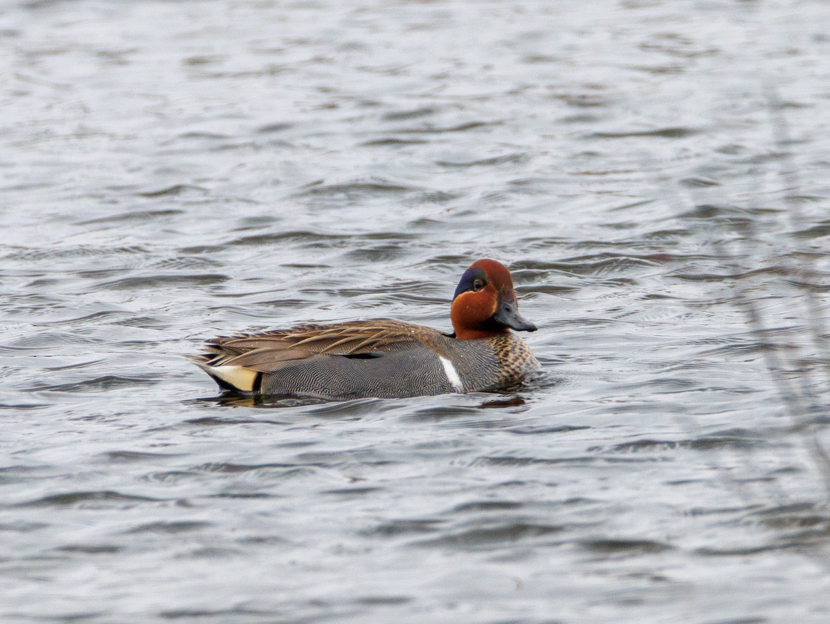 Ногоохон нугас - ML616908308