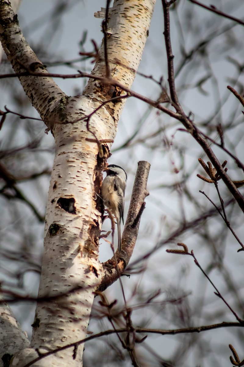 Black-capped Chickadee - Abby Ciona