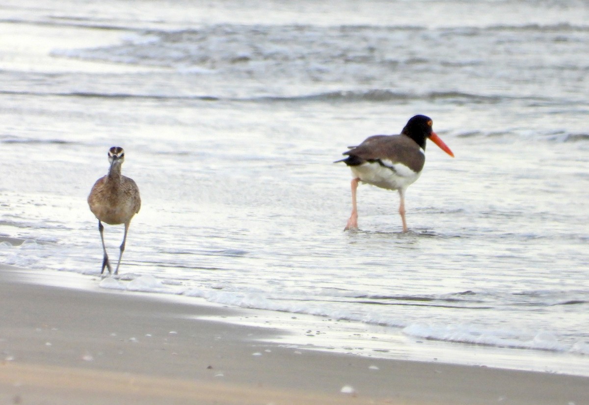 American Oystercatcher - ML616908465