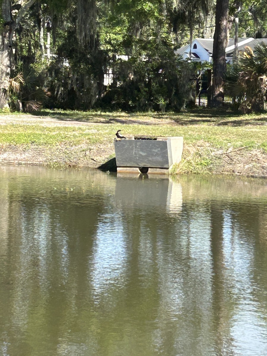 Anhinga Americana - ML616908486