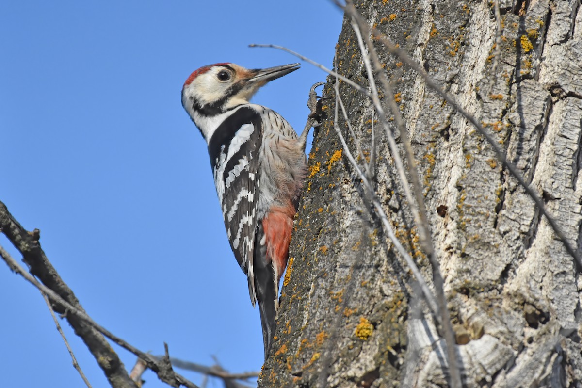 White-backed Woodpecker - ML616908538