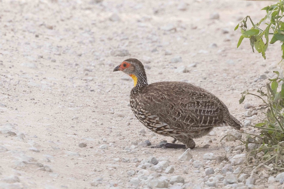 Francolin à cou jaune - ML616908563