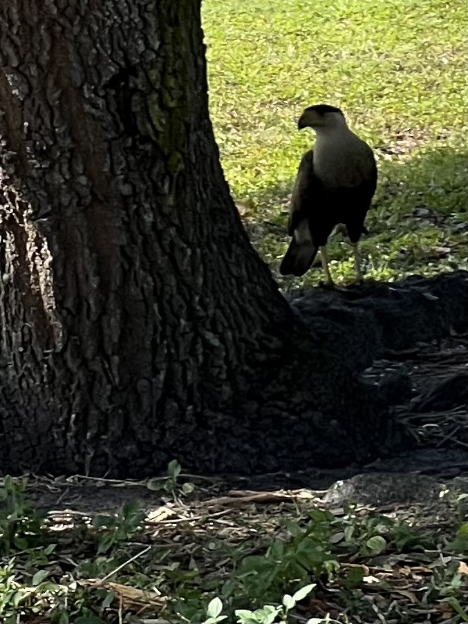 Caracara huppé - ML616908582