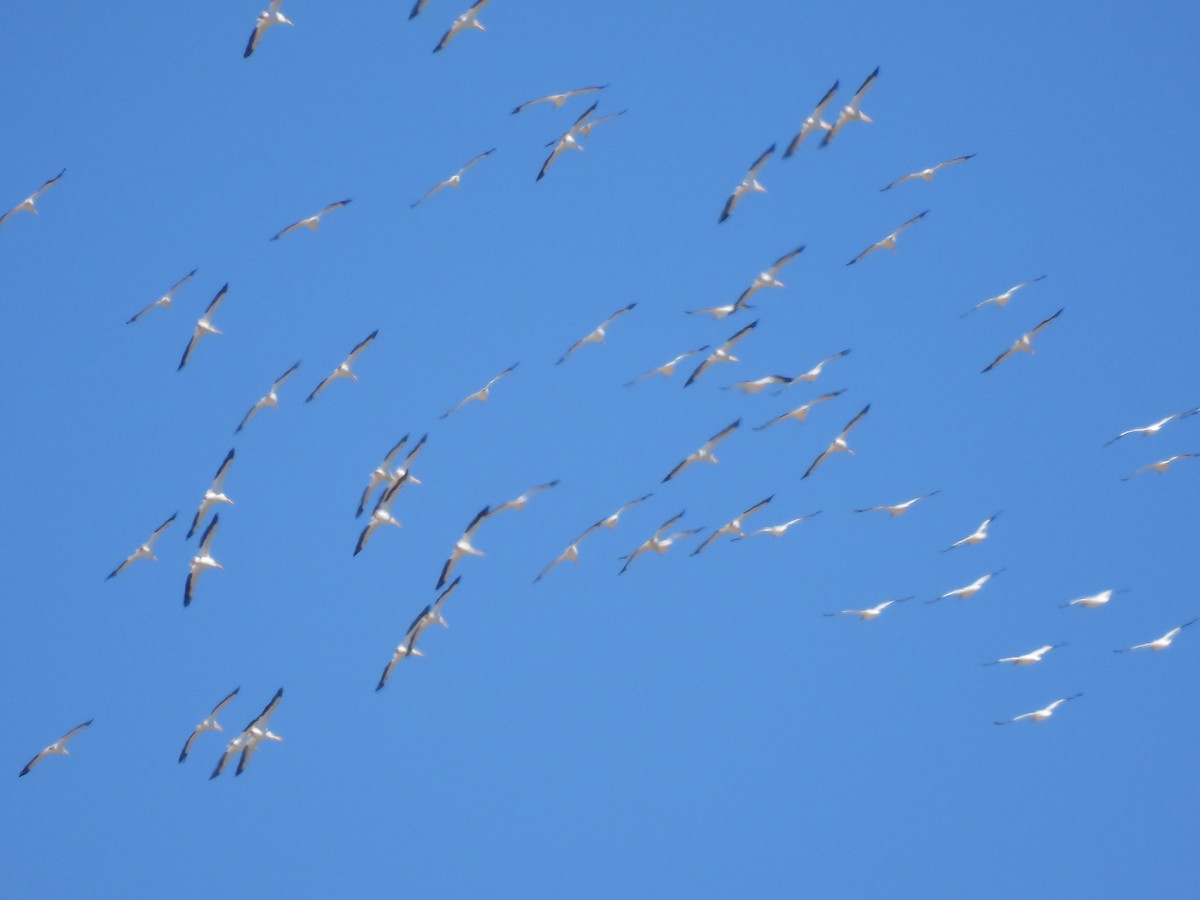 American White Pelican - ML616908605