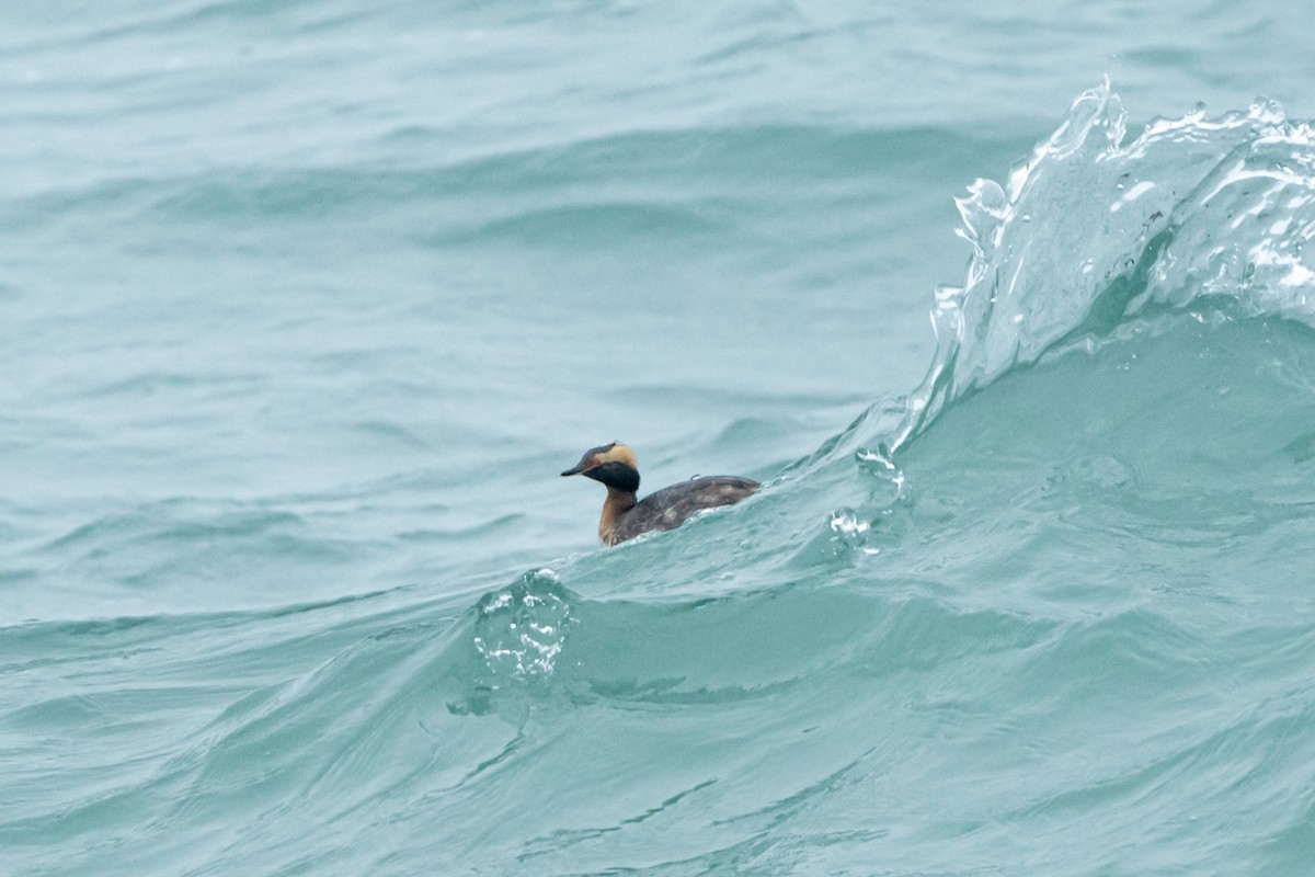 Horned Grebe - ML616908631