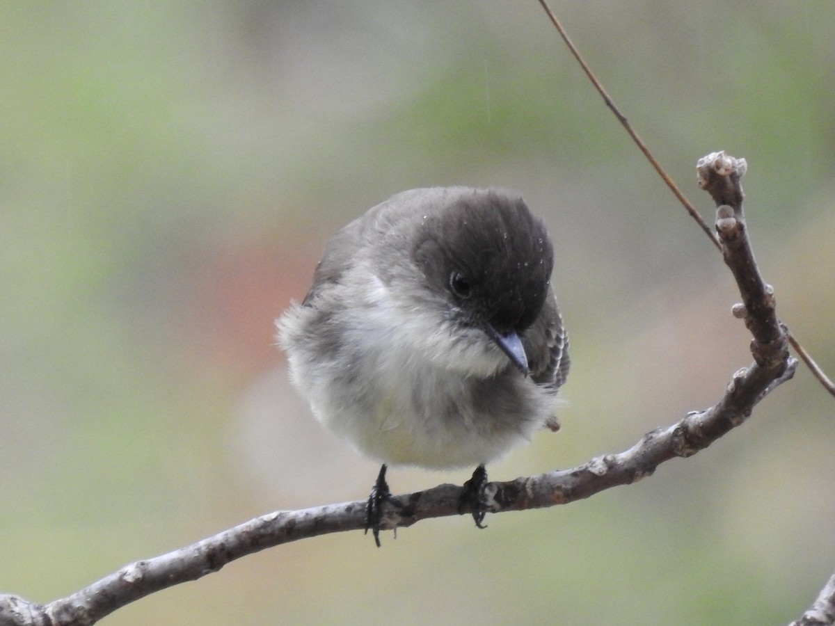 Eastern Phoebe - Dave HH