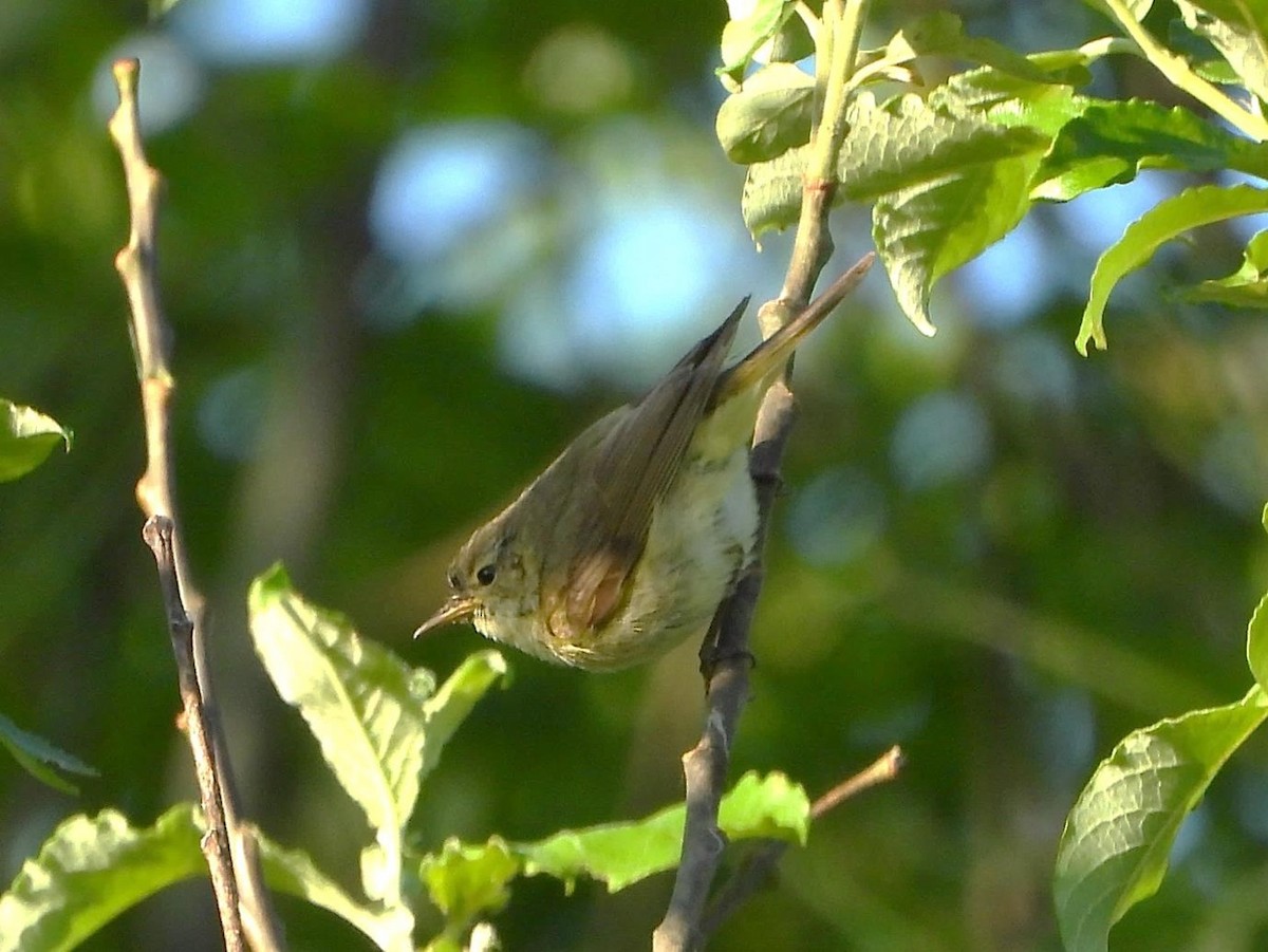 Iberian Chiffchaff - ML616908662