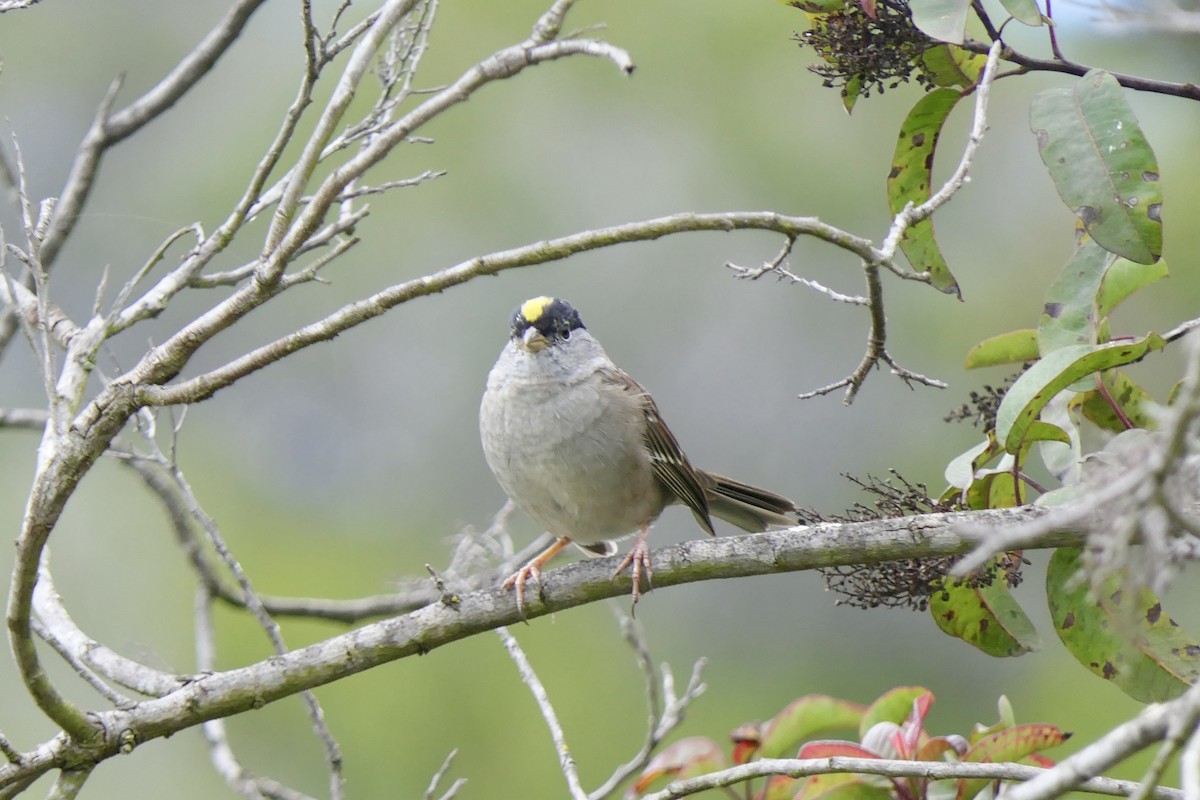 Golden-crowned Sparrow - ML616908683