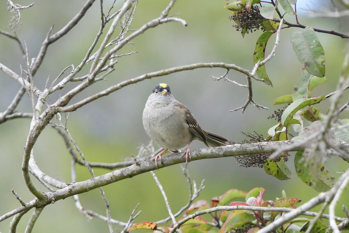 Golden-crowned Sparrow - ML616908684