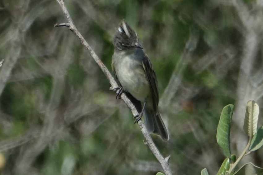 Gray-and-white Tyrannulet - Martin Brookes