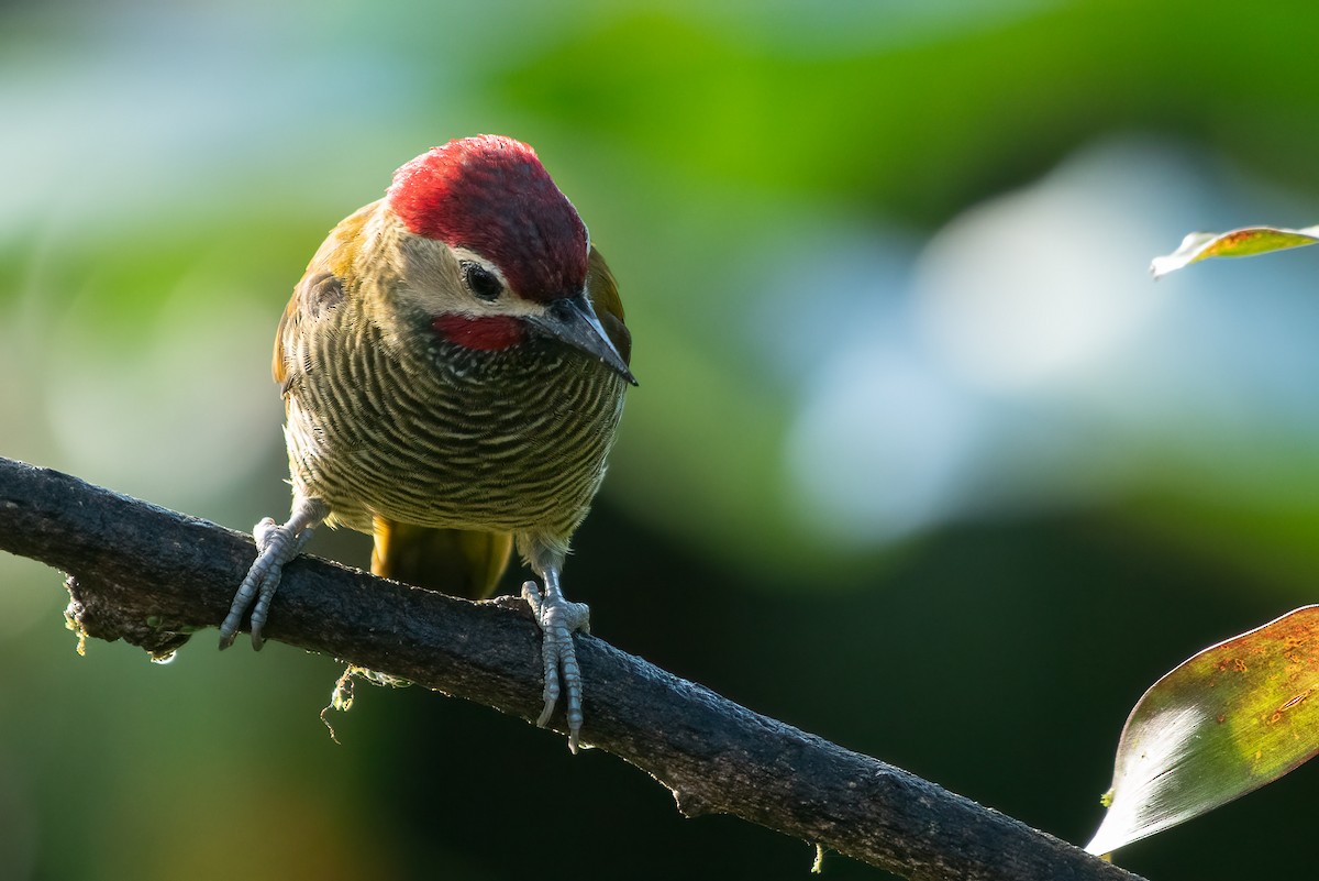 Golden-olive Woodpecker (rubripileus) - Eric Ripma