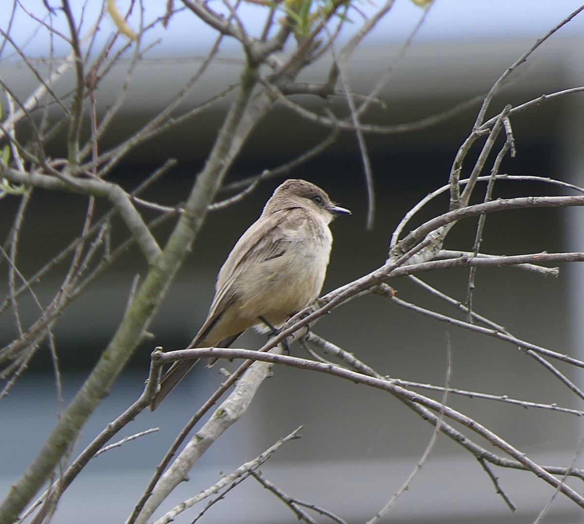 Say's Phoebe - ML616908759