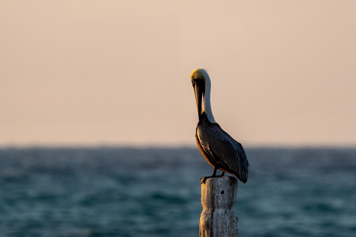 Brown Pelican - ML616908772