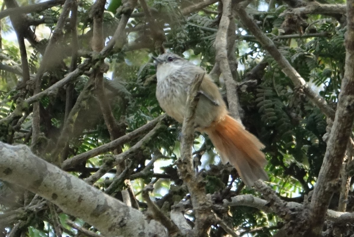Necklaced Spinetail - ML616908817