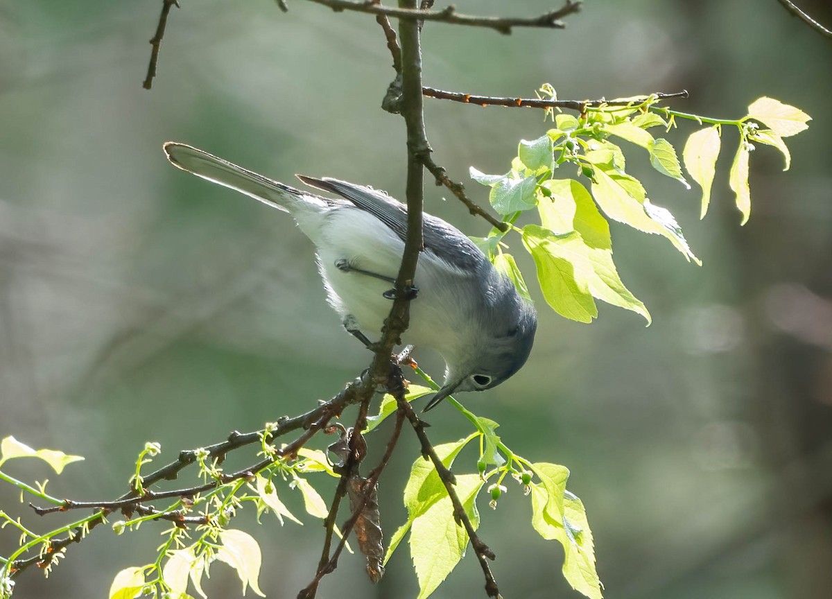 Blue-gray Gnatcatcher - ML616908847