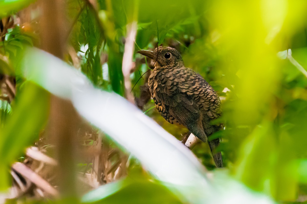 Sri Lanka Thrush - ML616908853