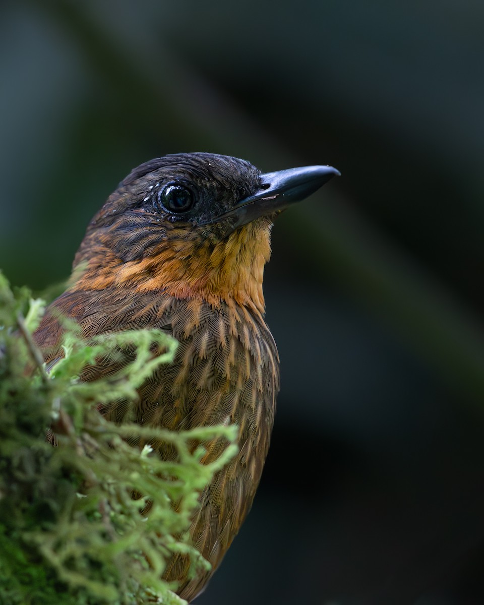 Streak-breasted Treehunter - ML616908913