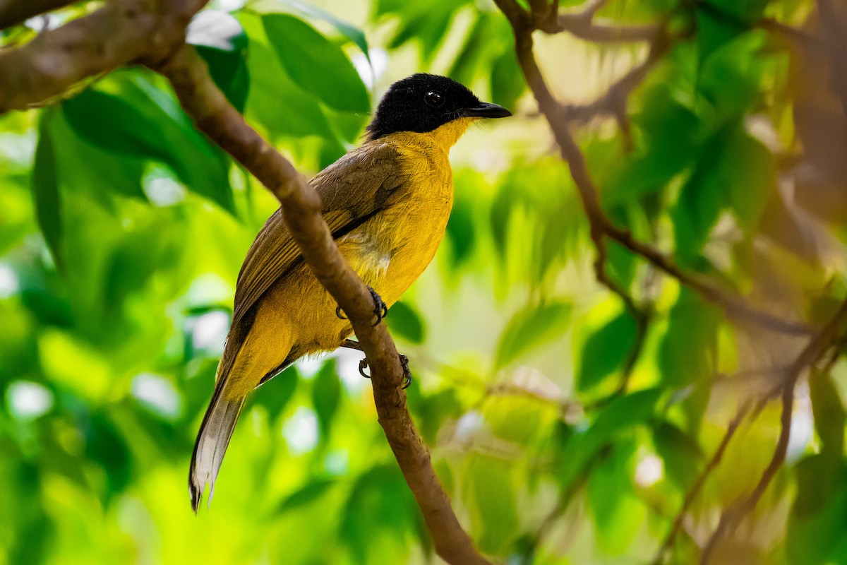 Black-capped Bulbul - ML616908919