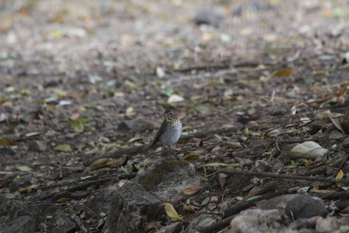 Swainson's Thrush - Paul 🐈🔭🦜 Rodríguez @elpuma