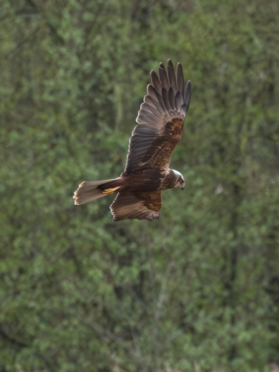 Western Marsh Harrier - ML616908965