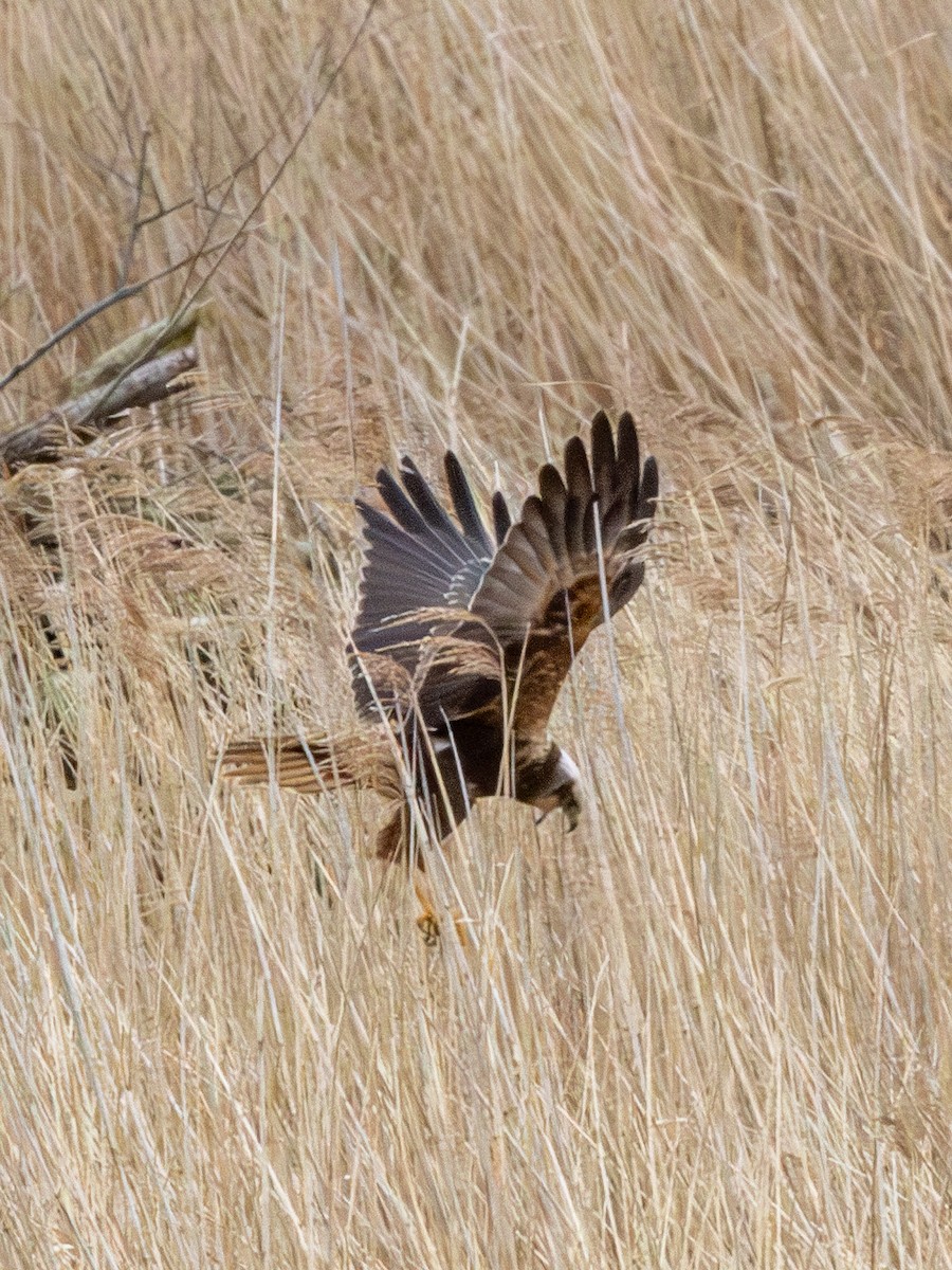 Western Marsh Harrier - ML616908969