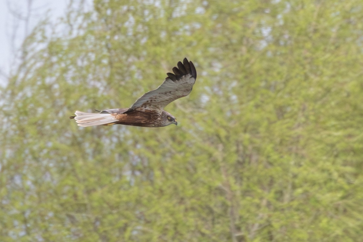 Western Marsh Harrier - ML616908970