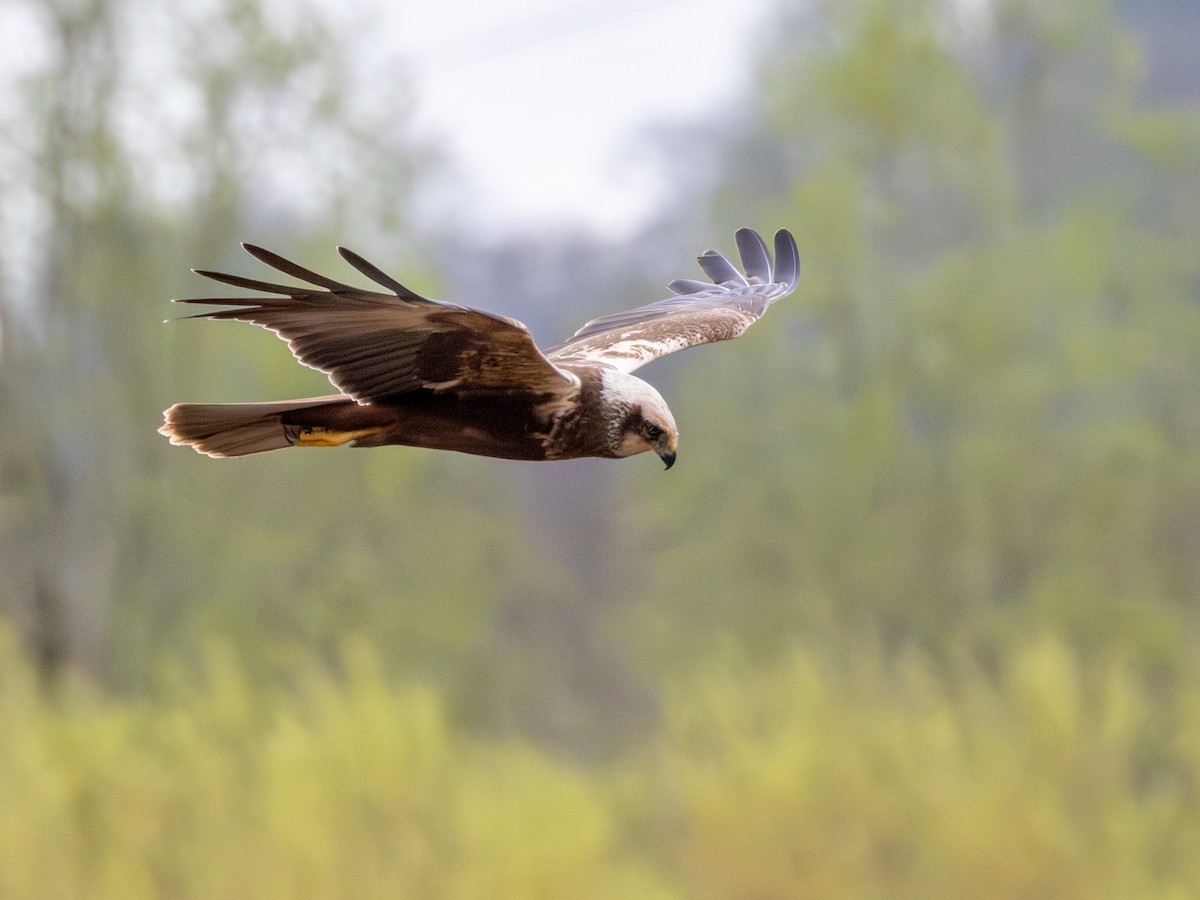 Western Marsh Harrier - ML616908974