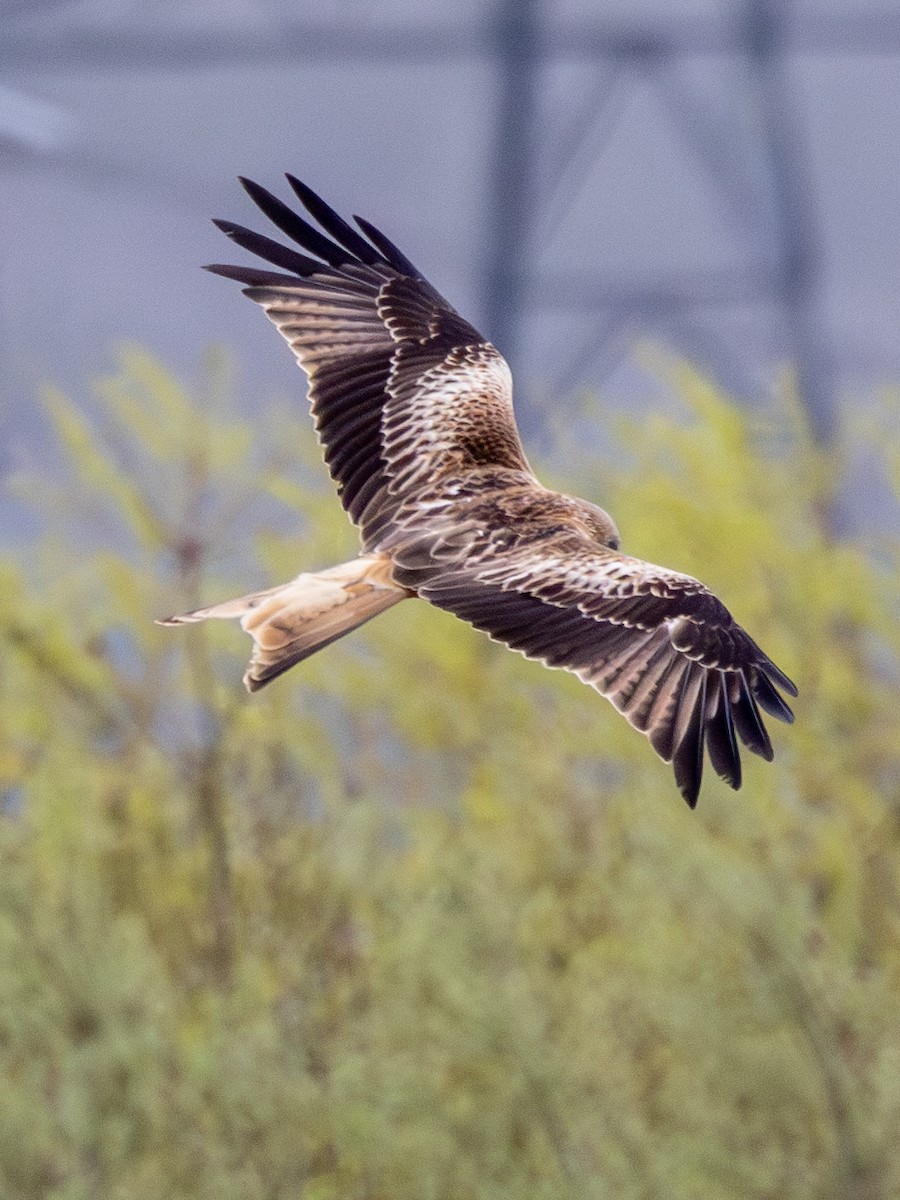 Red Kite - ML616908980