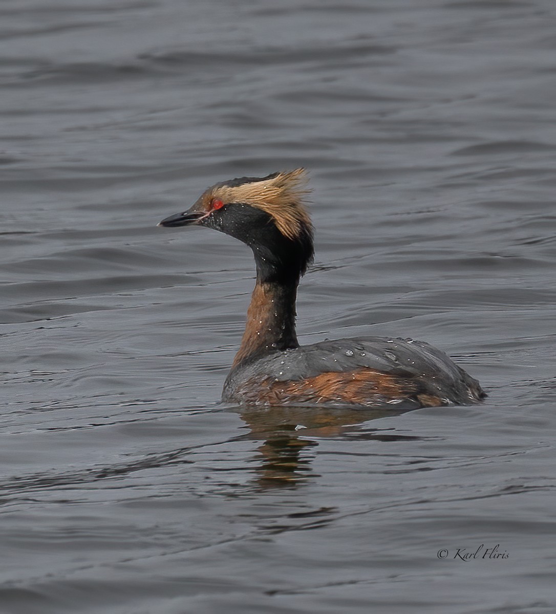 Horned Grebe - Karl  Fliris