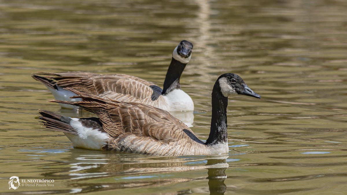 Canada Goose - ML616909081