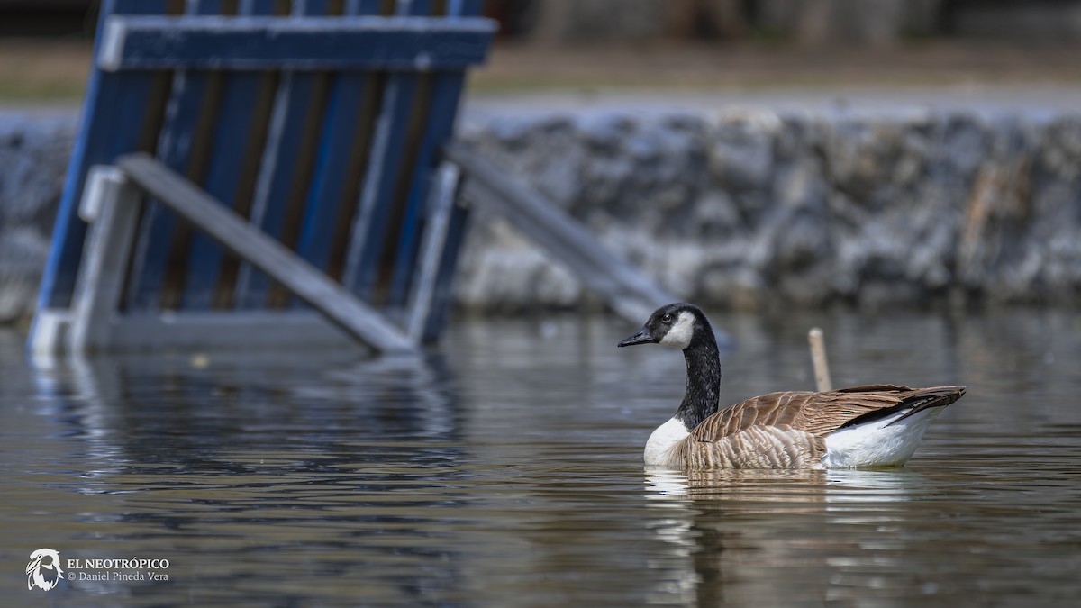 Canada Goose - ML616909082