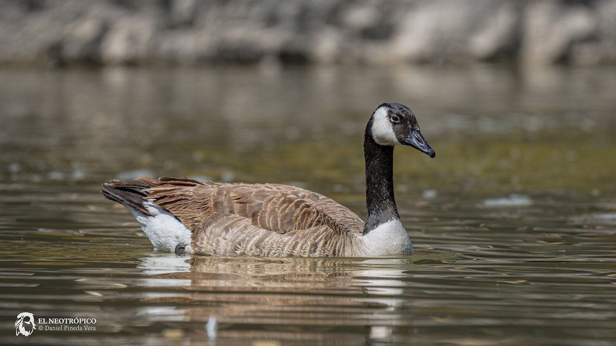 Canada Goose - Daniel Pineda Vera